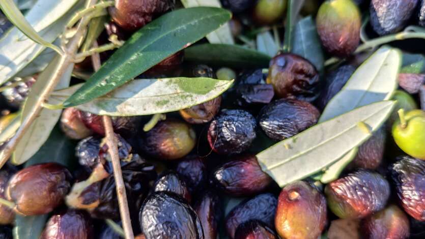 LA RACCOLTA DELLE OLIVE